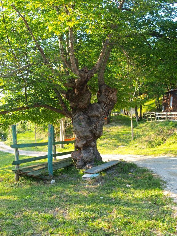 Becerca Vegan Séjour à la ferme Serra San Quirico