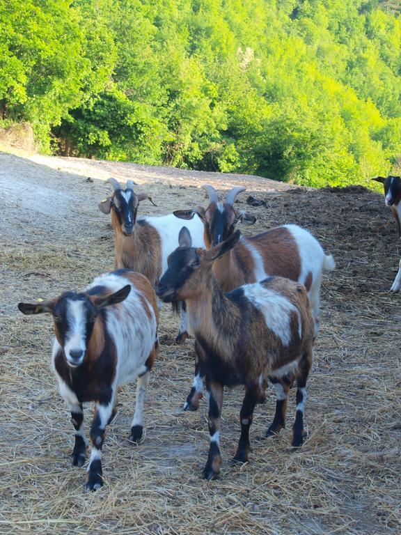 Séjour à la ferme Becerca Vegan Serra San Quirico